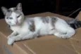 Catita
