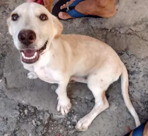 Cachorro raça  idade 7 a 11 meses nome Branca