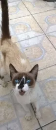 gatinho sem nome