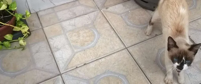 Gato raça  idade  nome gatinho sem nome
