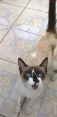 gatinho sem nome