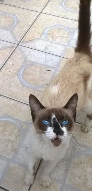 Gato raça  idade  nome gatinho sem nome