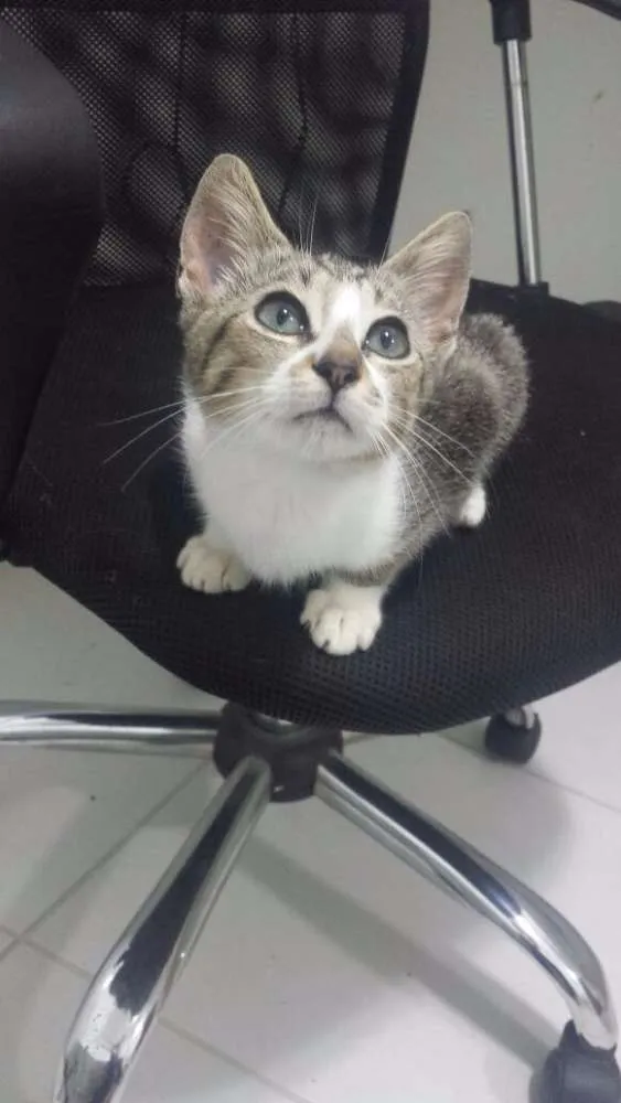 Gato ra a Sem raça idade Abaixo de 2 meses nome Sem Nomes