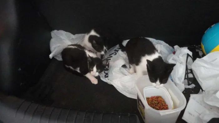 Gato ra a Sem raça idade Abaixo de 2 meses nome Sem Nomes