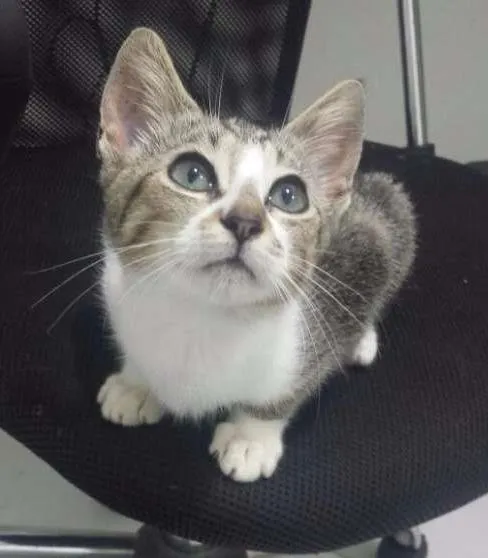 Gato ra a Sem raça idade Abaixo de 2 meses nome Sem Nomes