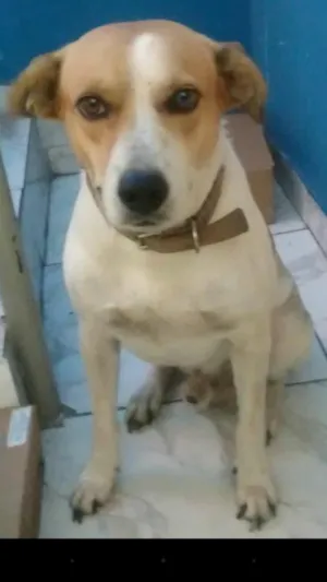 Cachorro raça SRD idade 2 anos nome Lambido