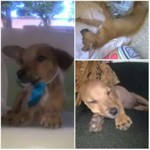 Cachorro raça vira-lata idade 2 a 6 meses nome Bob