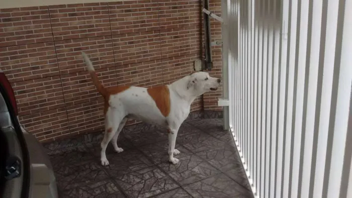 Cachorro ra a Dogue Alemão idade 6 ou mais anos nome Thor