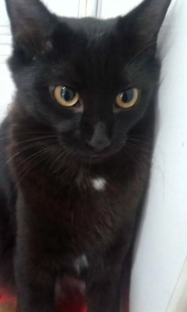Gato ra a Preto  idade 7 a 11 meses nome Amy