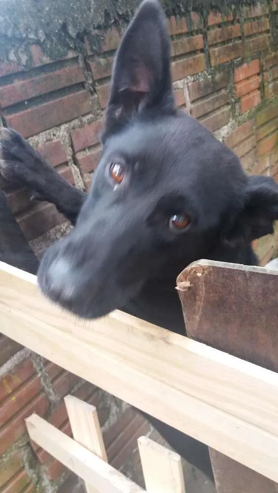Cachorro ra a Pastor belga idade 2 a 6 meses nome Preta