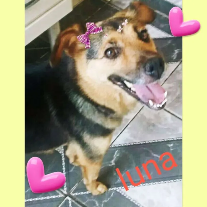 Cachorro ra a SRD idade 1 ano nome Luna