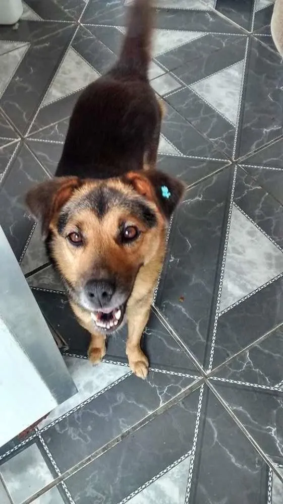 Cachorro ra a SRD idade 1 ano nome Luna