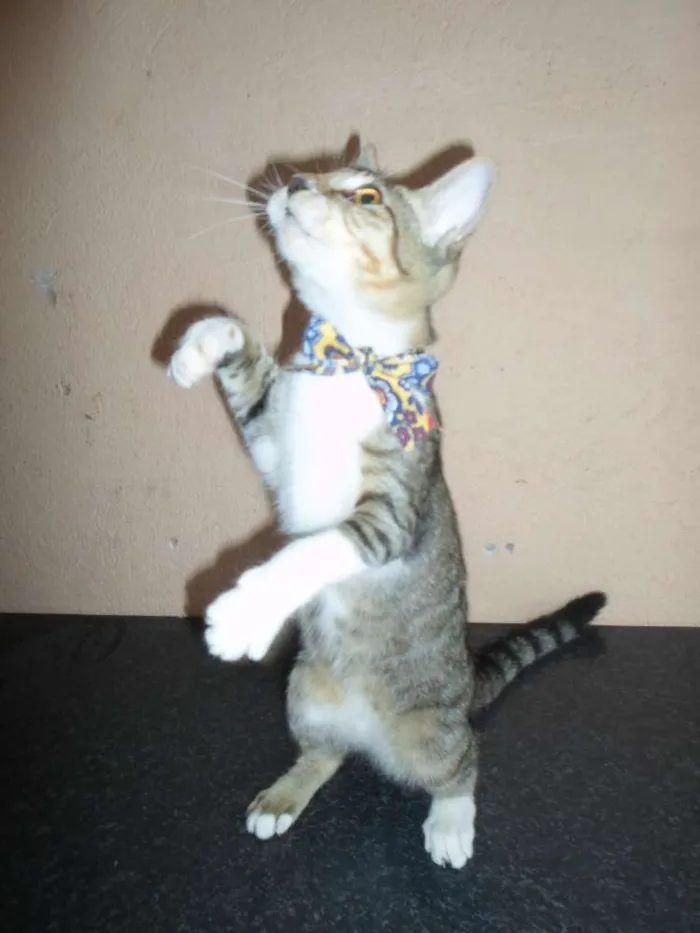 Gato raça SRD idade 7 a 11 meses nome Regina