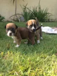 Jack & Balú
