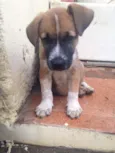 Jack & Balú