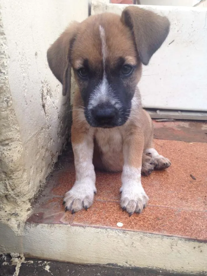 Cachorro raça Boxers misturados idade 2 a 6 meses nome Jack & Balú