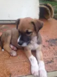 Jack & Balú