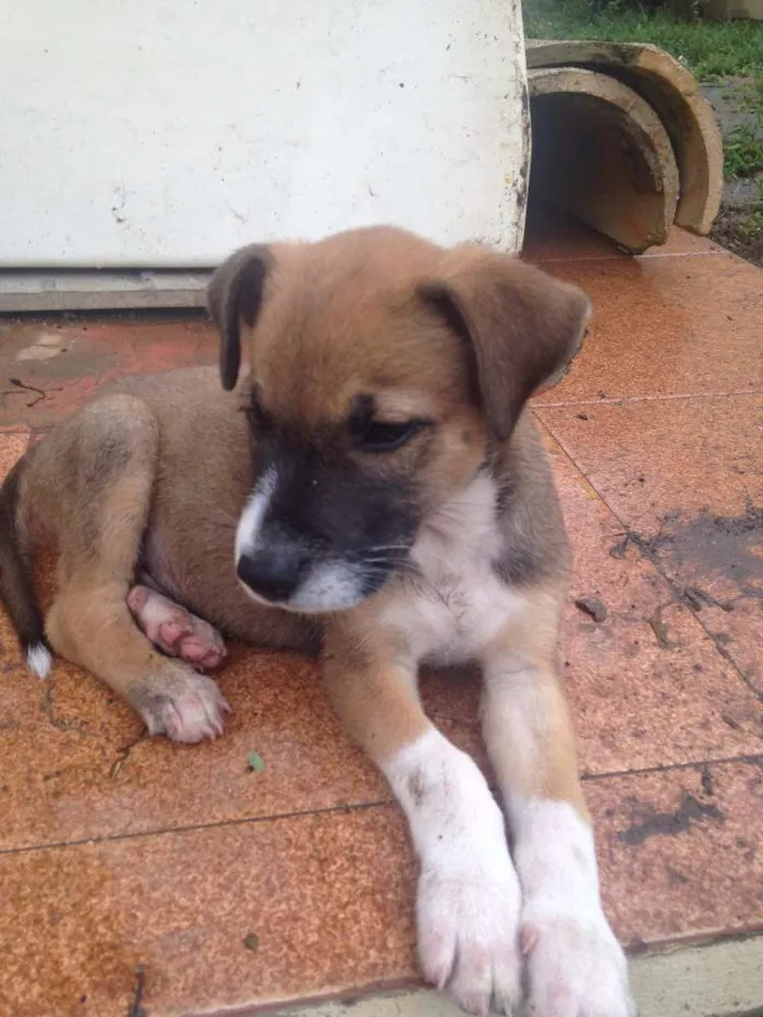 Cachorro raça Boxers misturados idade 2 a 6 meses nome Jack & Balú