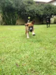 Jack & Balú