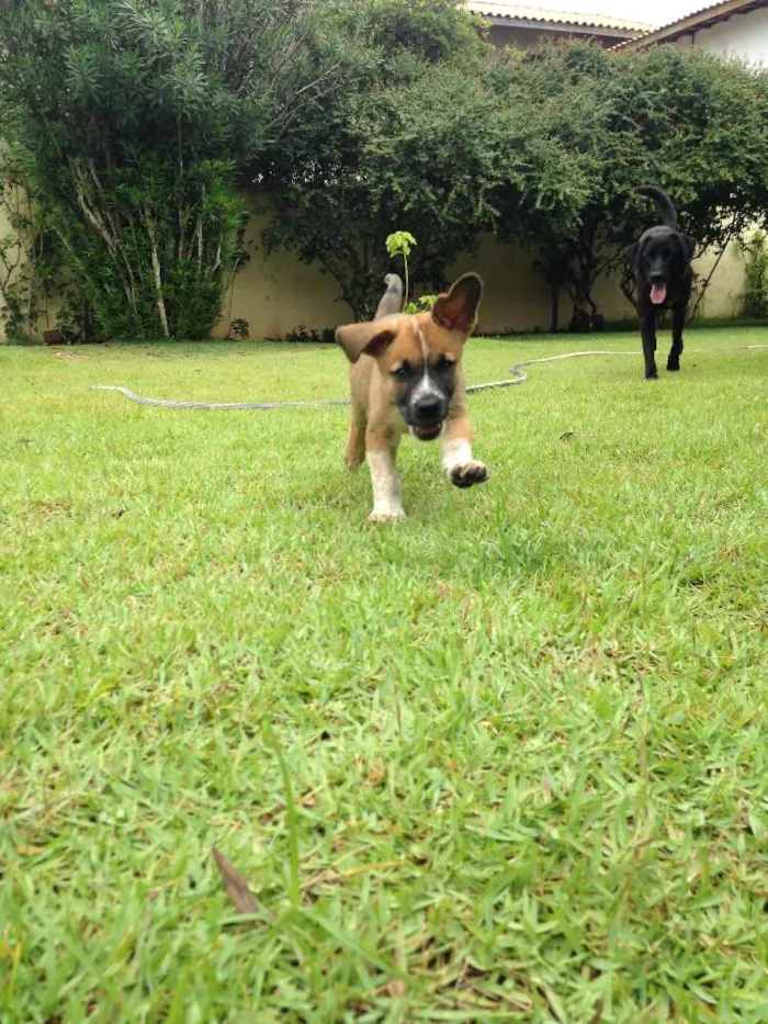 Cachorro raça Boxers misturados idade 2 a 6 meses nome Jack & Balú