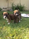 Jack & Balú