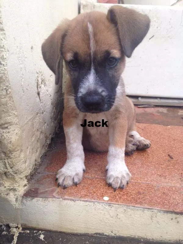 Cachorro raça Boxers misturados idade 2 a 6 meses nome Jack & Balú