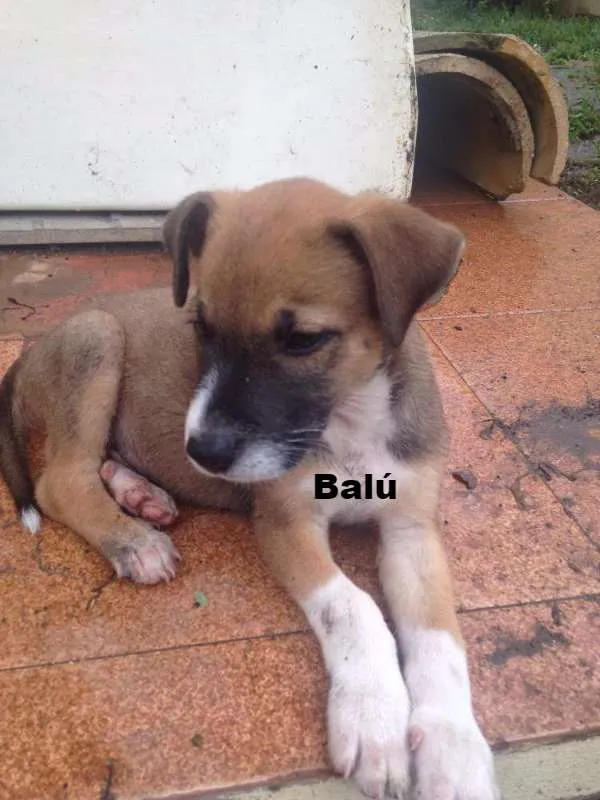 Cachorro raça Boxers misturados idade 2 a 6 meses nome Jack & Balú