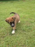 Jack & Balú