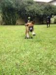Jack & Balú