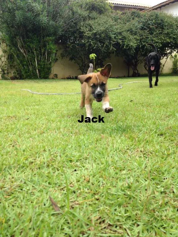 Cachorro raça Boxers misturados idade 2 a 6 meses nome Jack & Balú