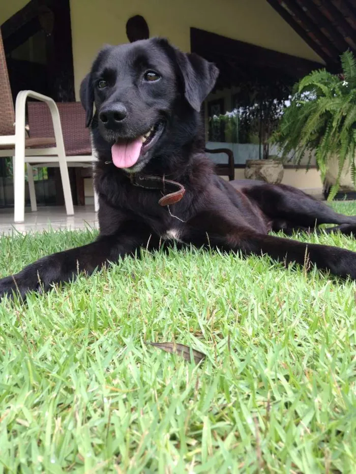 Cachorro raça Labrador Misturado idade 3 anos nome Space