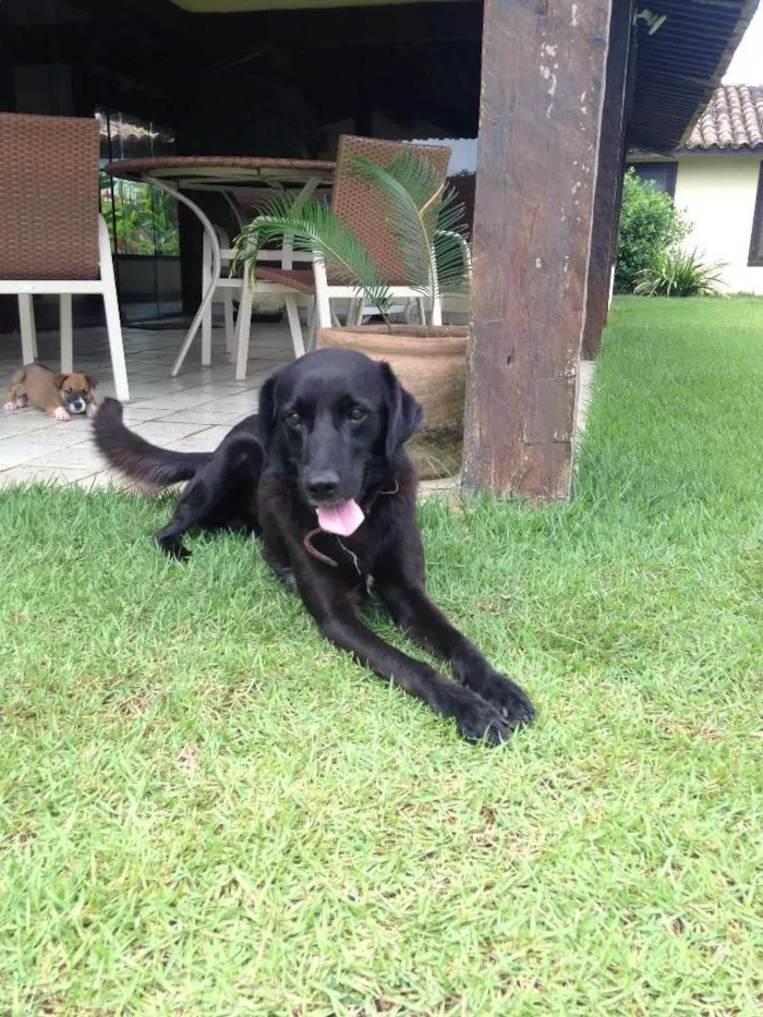 Cachorro raça Labrador Misturado idade 3 anos nome Space
