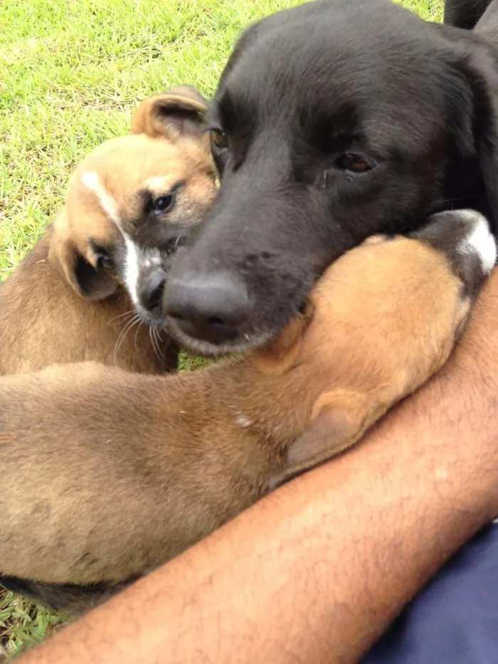 Cachorro raça Labrador Misturado idade 3 anos nome Space