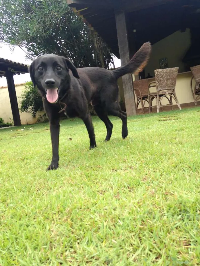 Cachorro raça Labrador Misturado idade 3 anos nome Space