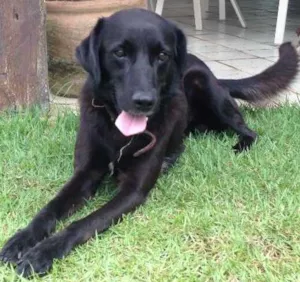 Cachorro raça Labrador Misturado idade 3 anos nome Space