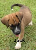 Jack & Balú