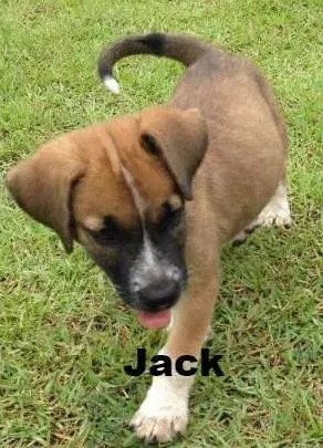 Cachorro raça Boxers misturados idade 2 a 6 meses nome Jack & Balú