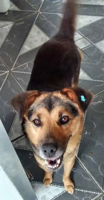 Cachorro ra a SRD idade 1 ano nome Luna