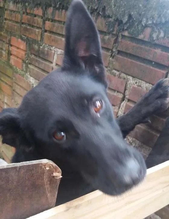 Cachorro ra a Pastor belga idade 2 a 6 meses nome Preta