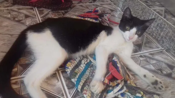 Gato ra a Vira-lata idade 7 a 11 meses nome Sem nome