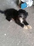 laika