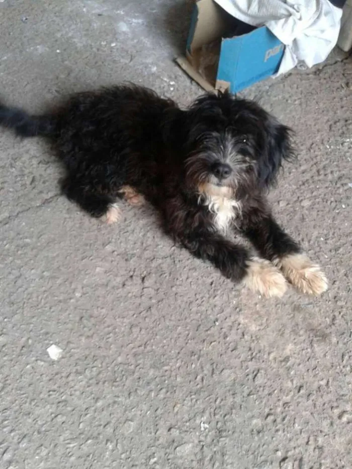 Cachorro ra a srd idade 7 a 11 meses nome laika