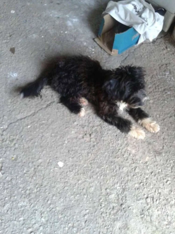 Cachorro ra a srd idade 7 a 11 meses nome laika