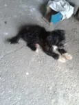 laika
