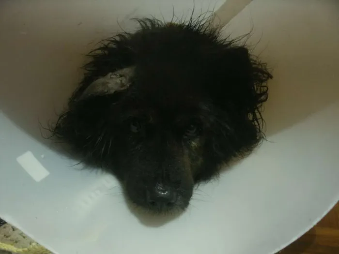 Cachorro ra a Chow Chow idade 6 ou mais anos nome Thariel