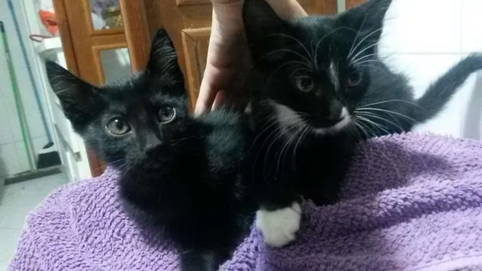 Gato ra a SRD idade Abaixo de 2 meses nome Miaus