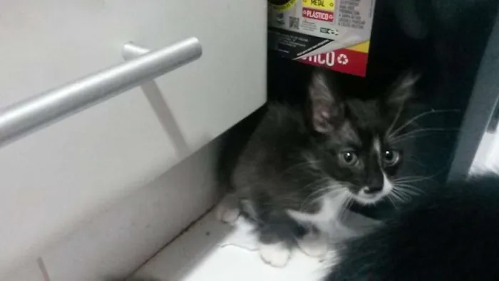 Gato ra a SRD idade Abaixo de 2 meses nome Miaus