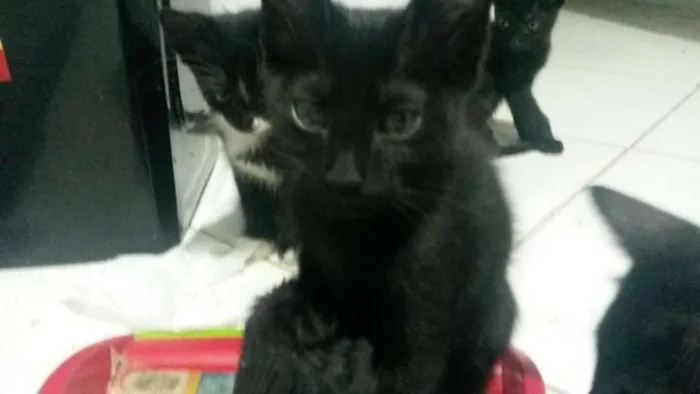 Gato ra a SRD idade Abaixo de 2 meses nome Miaus