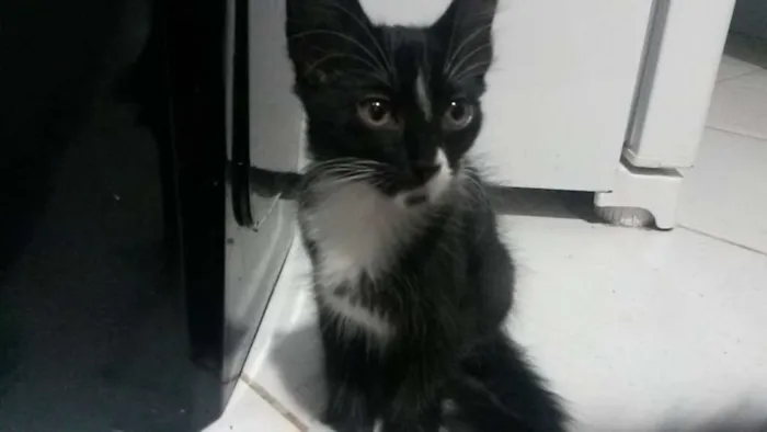 Gato ra a SRD idade Abaixo de 2 meses nome Miaus