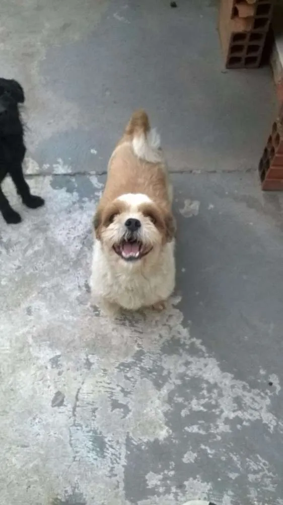 Cachorro ra a Shitzu idade 3 anos nome Nick